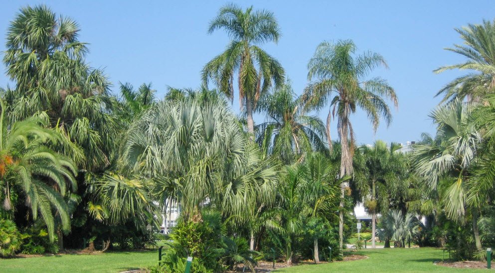 Palm and Cycad Arboretum , United States